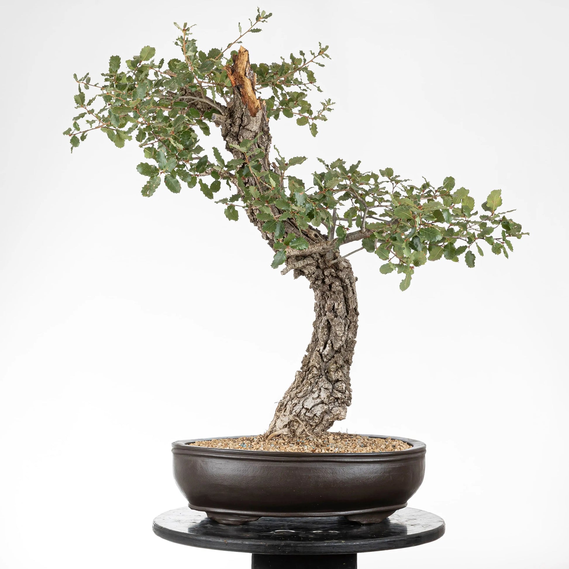 Cara trasera de bonsai yamadori de roble y maceta ovalada