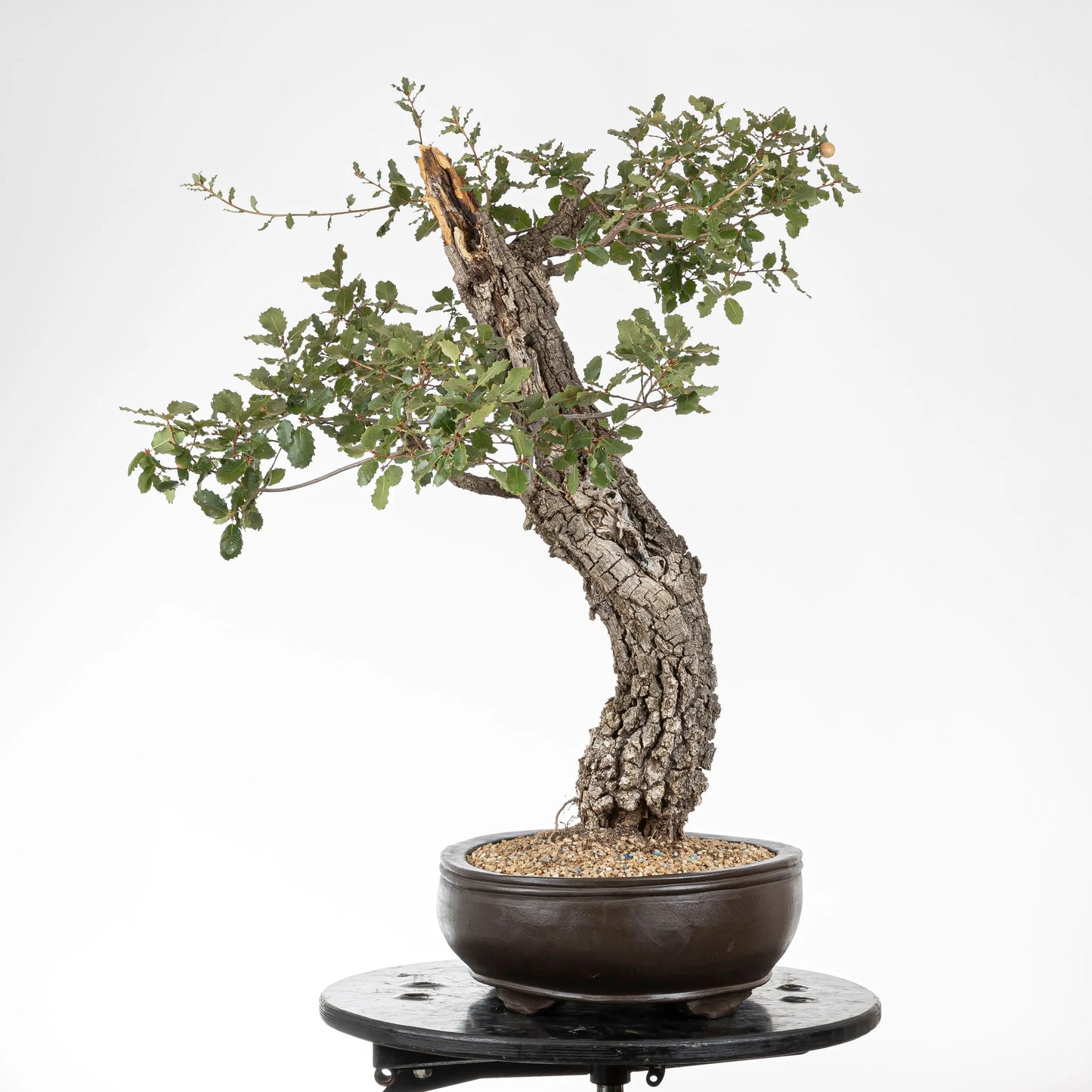 Cara derecha de bonsai de roble con mucha corteza