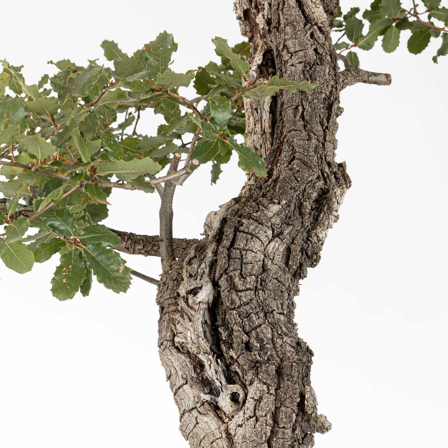 Detalle de shari y corteza con hojas de roble