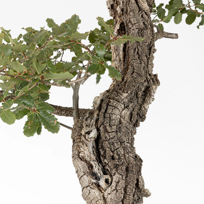 Detalle de shari y corteza con hojas de roble