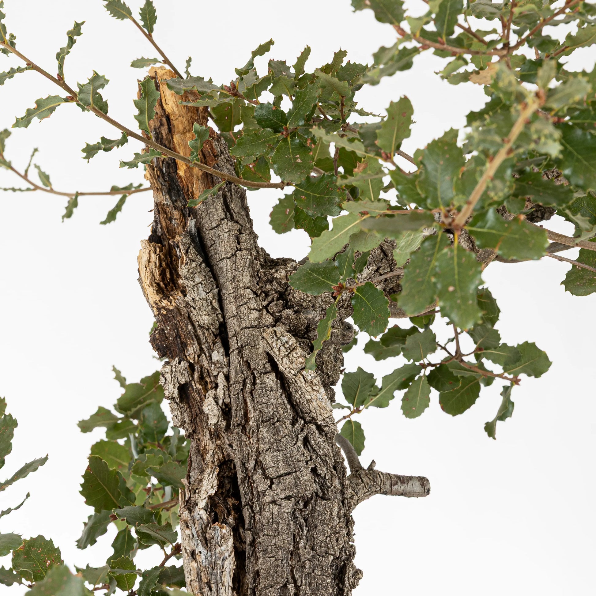 Detalle de tenjin con corteza