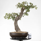 Comparativa de tamaño de bonsai de roble con una taza de la tienda ikigai bonsái