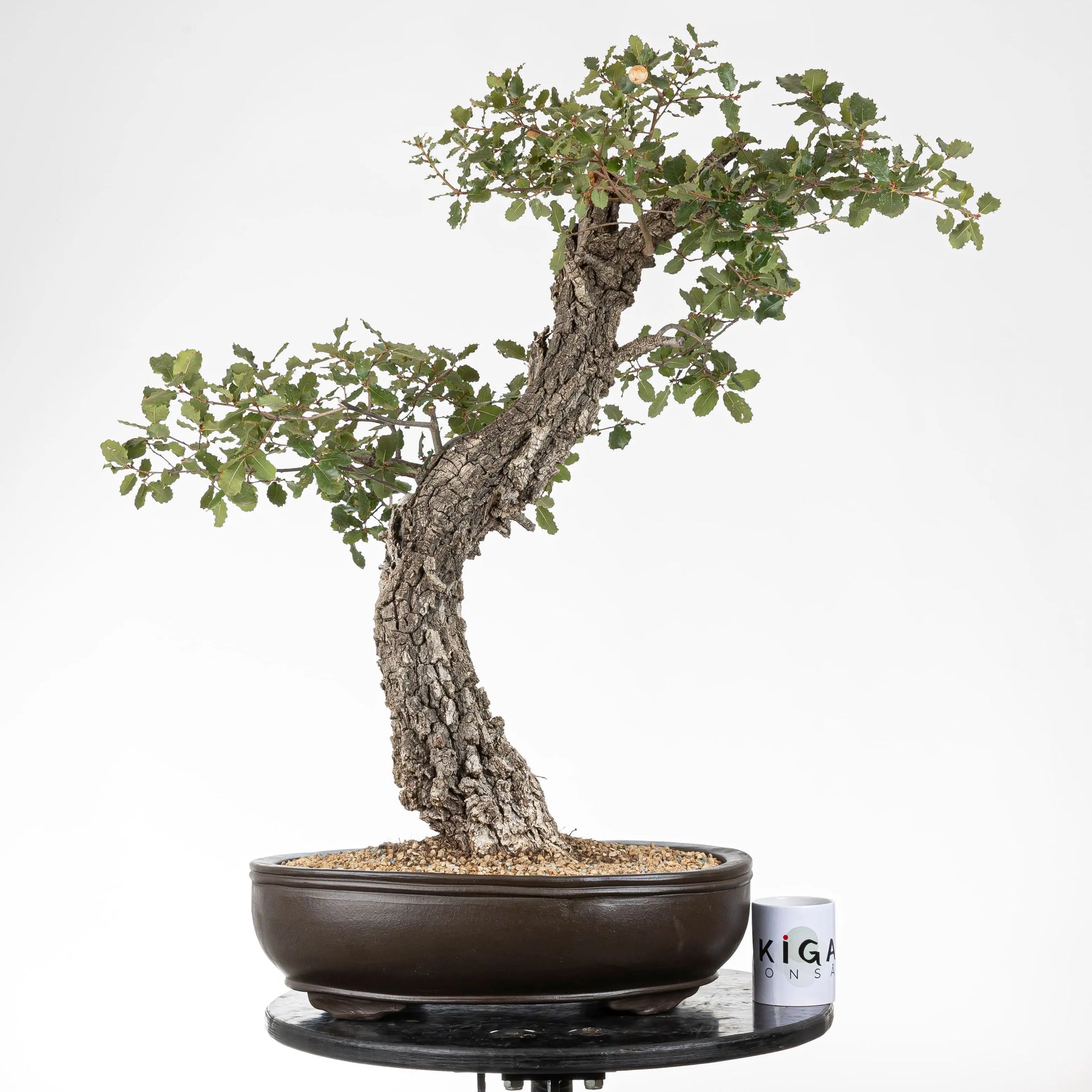 Comparativa de tamaño de bonsai de roble con una taza de la tienda ikigai bonsái