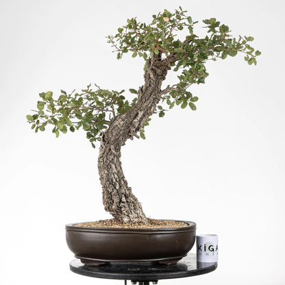 Comparativa de tamaño de bonsai de roble con una taza de la tienda ikigai bonsái