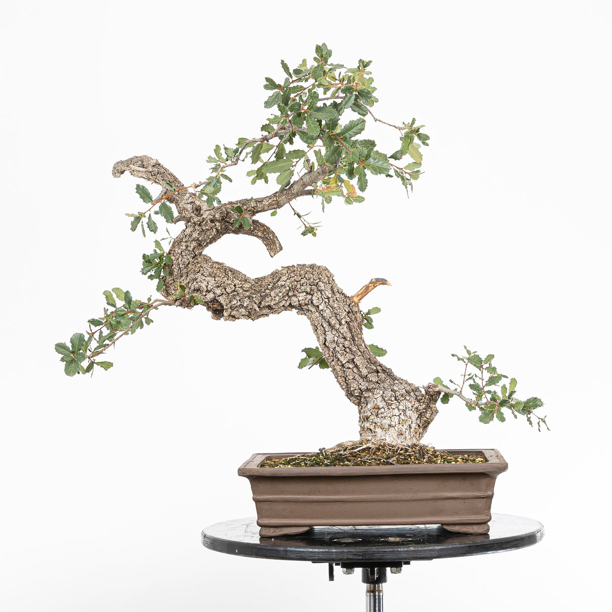 Bonsai "Corteccia Screpolata" - Quercia faginea (Quercus faginea)