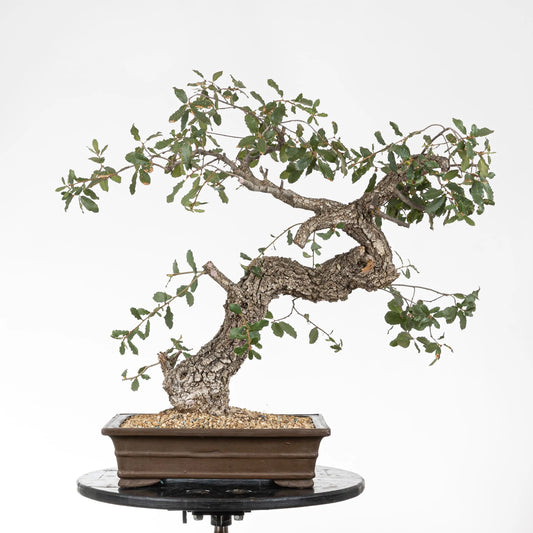 Bonsái yamadori de quercus faginea estilo moyogi tamaño dai