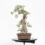 Bonsai "Corteccia Screpolata" - Quercia faginea (Quercus faginea)