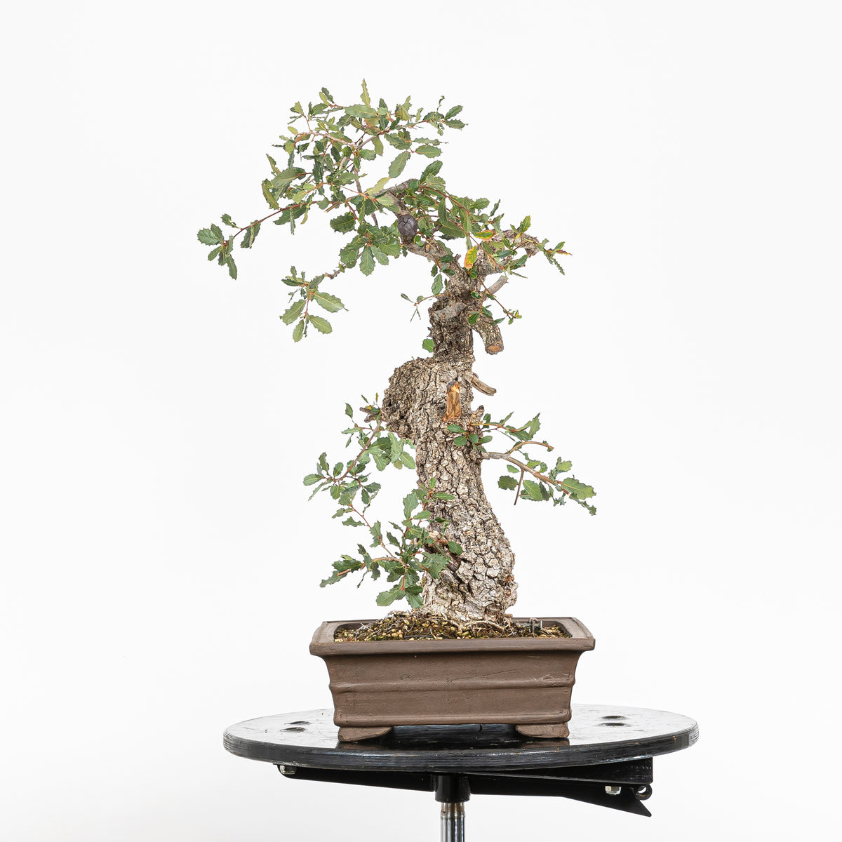 Bonsai "Corteccia Screpolata" - Quercia faginea (Quercus faginea)