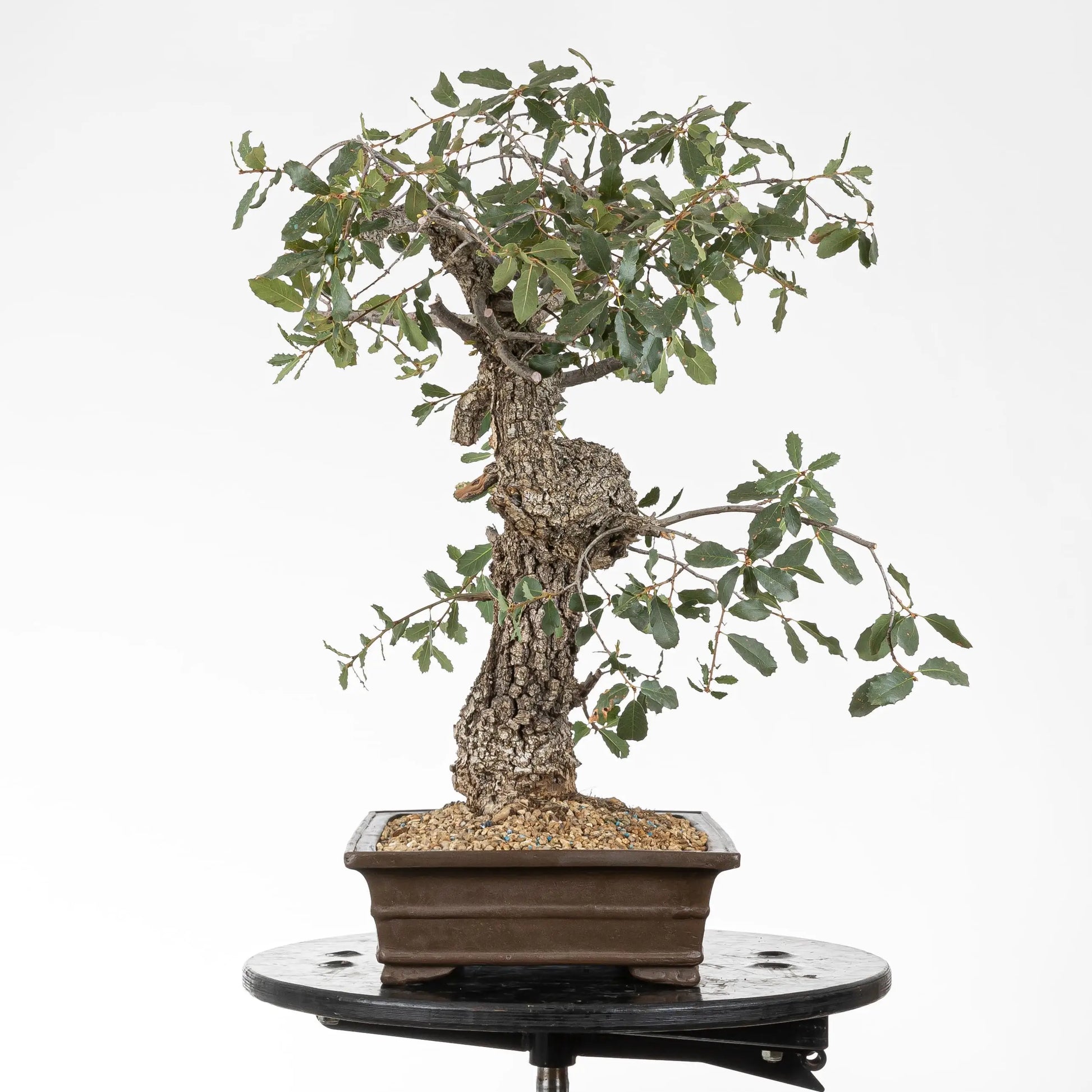 vista izquierda bonsai de quejigo