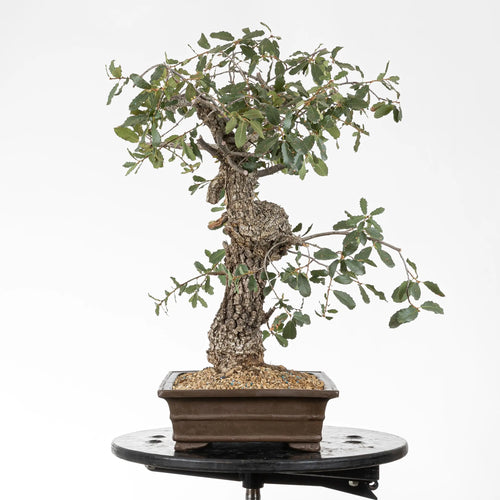 vista izquierda bonsai de quejigo