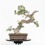 Bonsai "Corteccia Screpolata" - Quercia faginea (Quercus faginea)