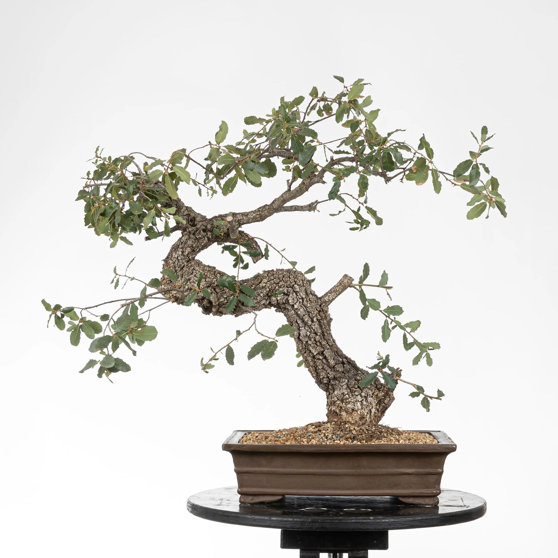 cara trasera bonsai yamadori de roble