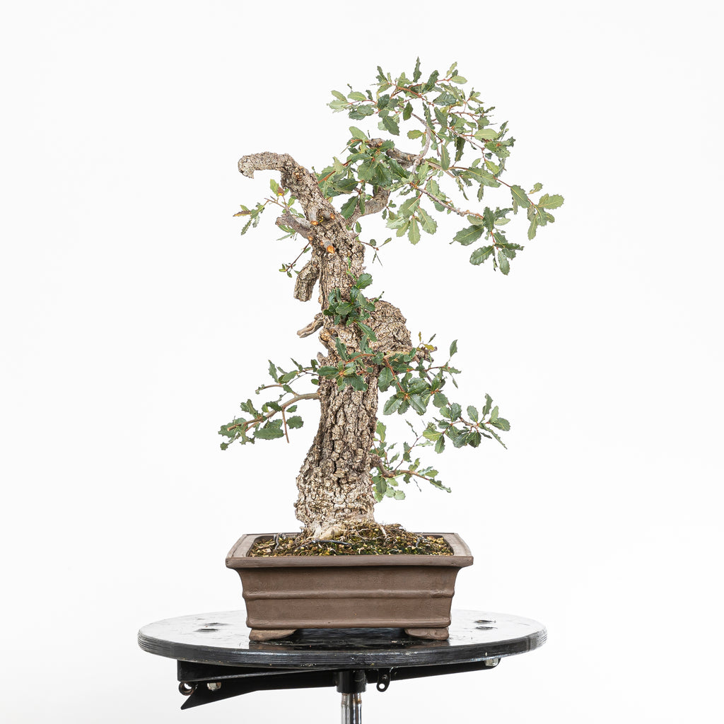 Bonsai "Corteccia Screpolata" - Quercia faginea (Quercus faginea)