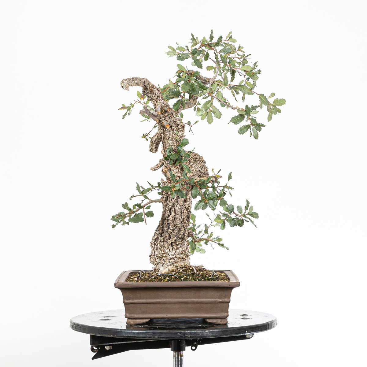 Bonsai "Corteccia Screpolata" - Quercia faginea (Quercus faginea)