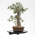 vista derecha bonsai de roble