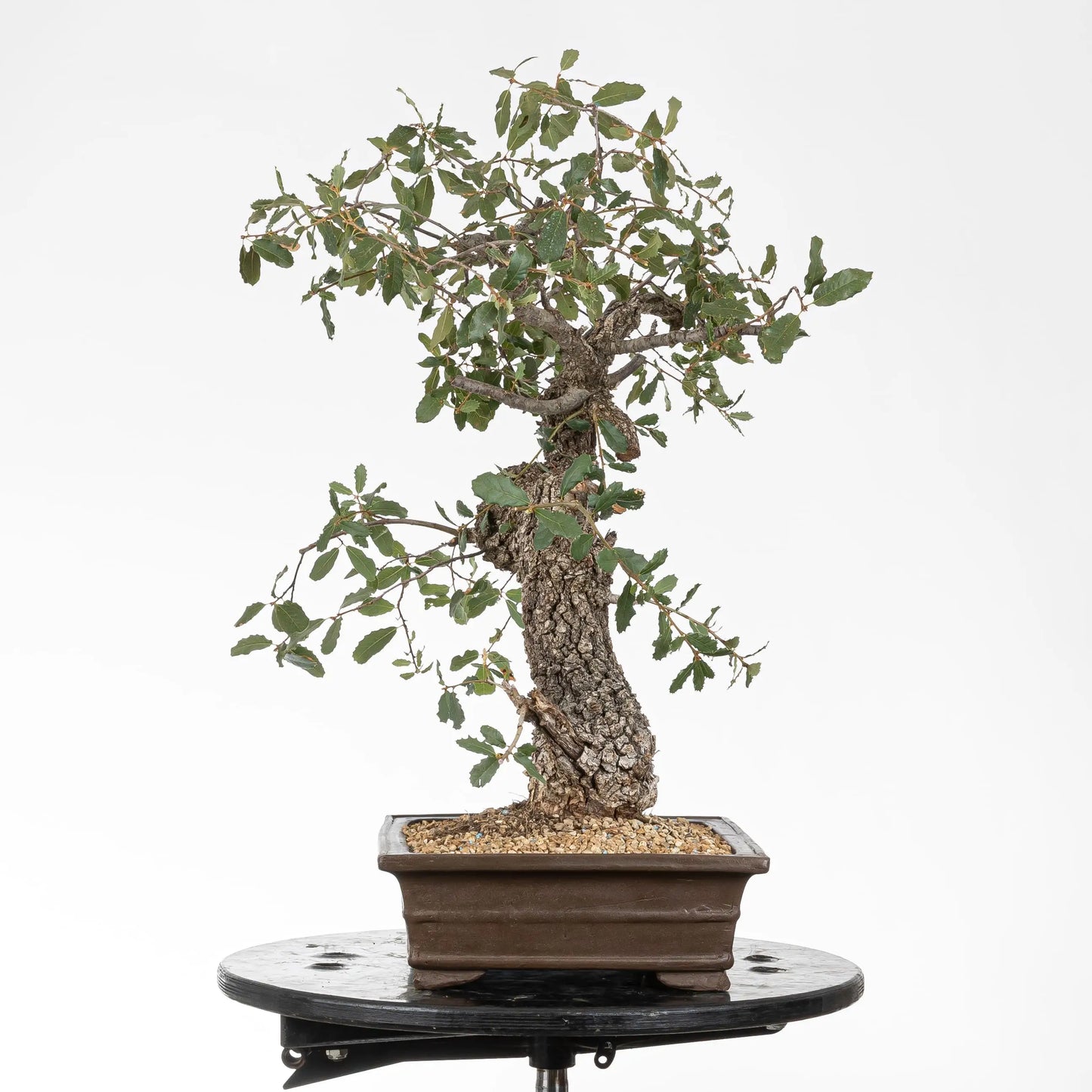 vista derecha bonsai de roble