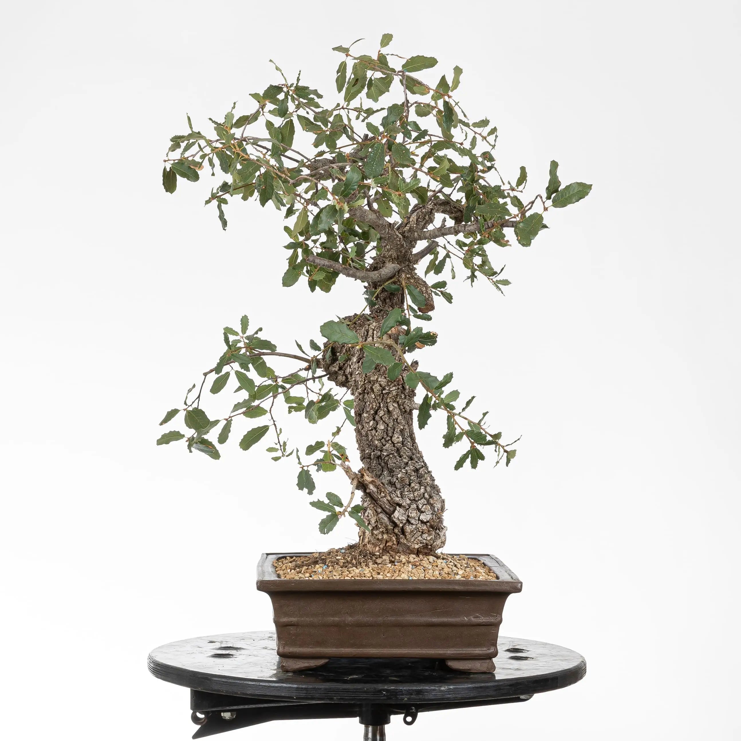 vista derecha bonsai de roble