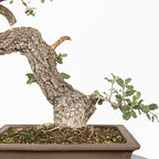 Bonsai "Corteccia Screpolata" - Quercia faginea (Quercus faginea)