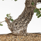 detalle de nebari de roble