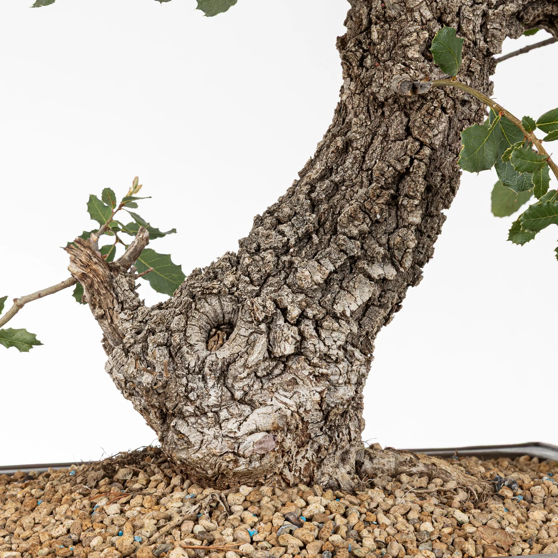 detalle de nebari de roble