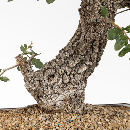 detalle de nebari de roble