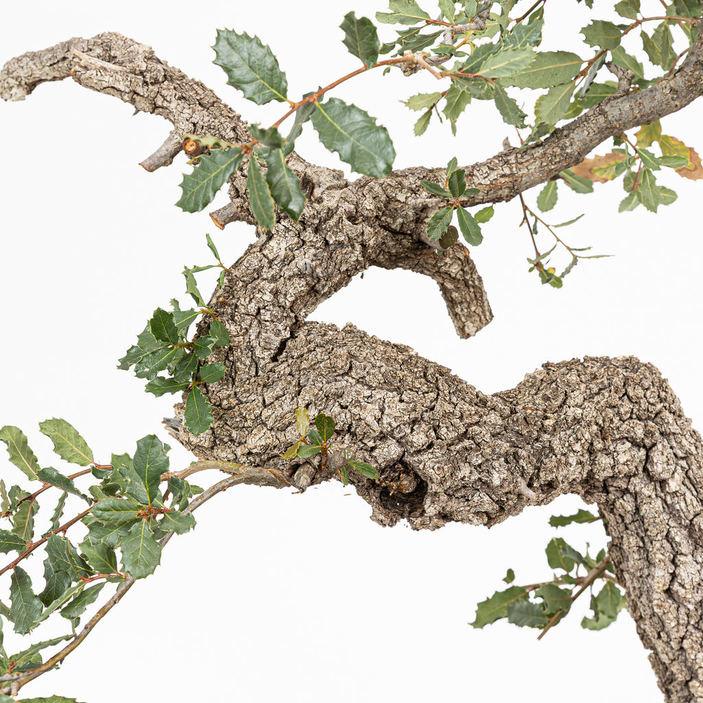 Bonsai "Corteccia Screpolata" - Quercia faginea (Quercus faginea)
