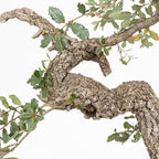 Bonsai "Corteccia Screpolata" - Quercia faginea (Quercus faginea)