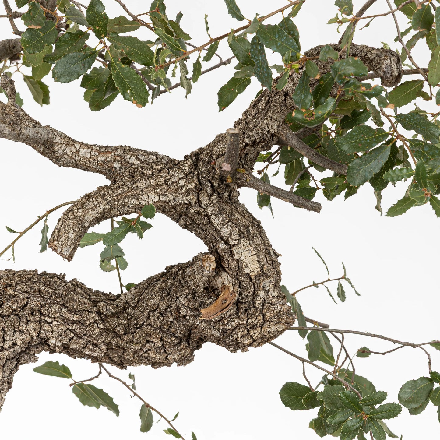 detalle de ramas de roble