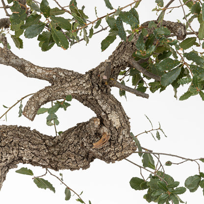 detalle de ramas de roble