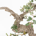Bonsai "Corteccia Screpolata" - Quercia faginea (Quercus faginea)