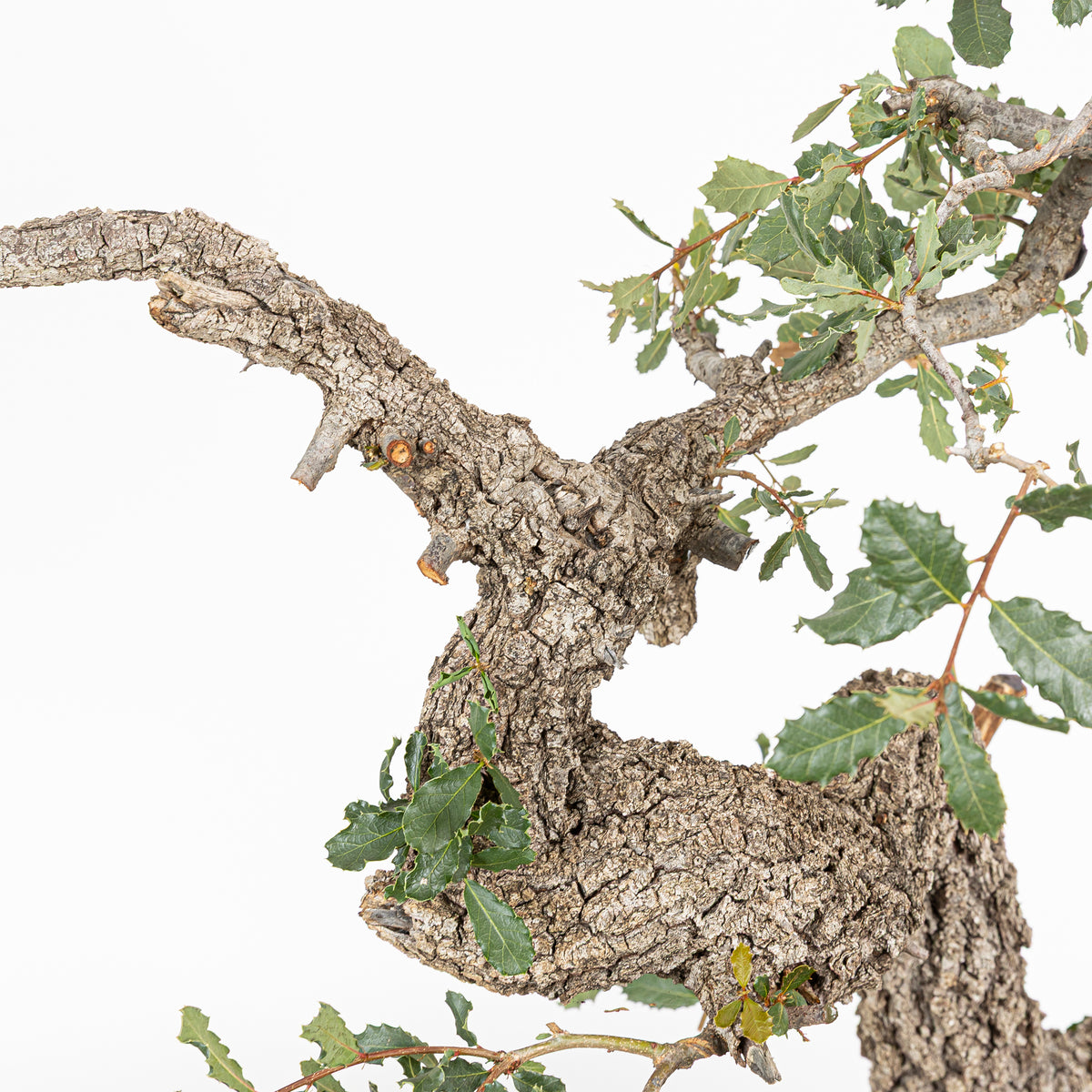 Bonsai "Corteccia Screpolata" - Quercia faginea (Quercus faginea)