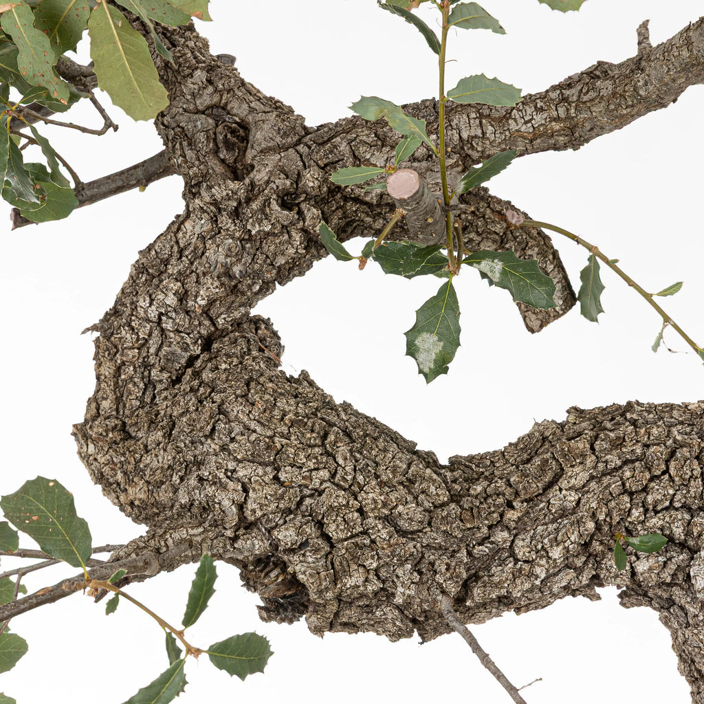 detalle de curvas de bonsai de roble