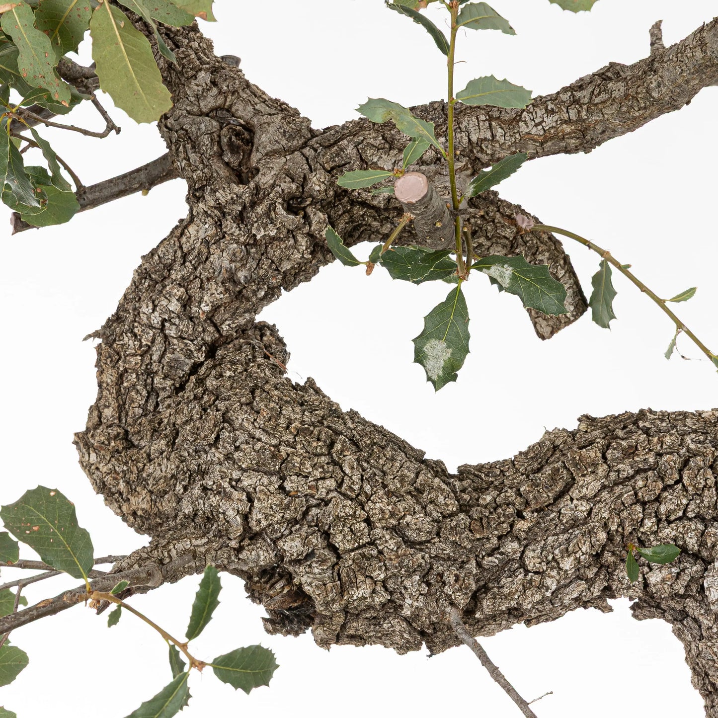 detalle de curvas de bonsai de roble