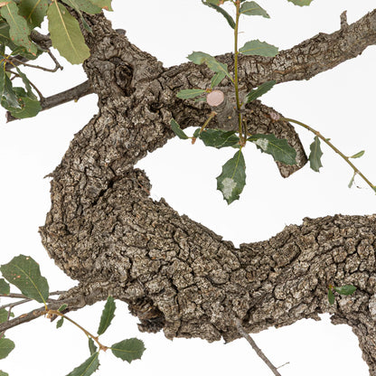 detalle de curvas de bonsai de roble