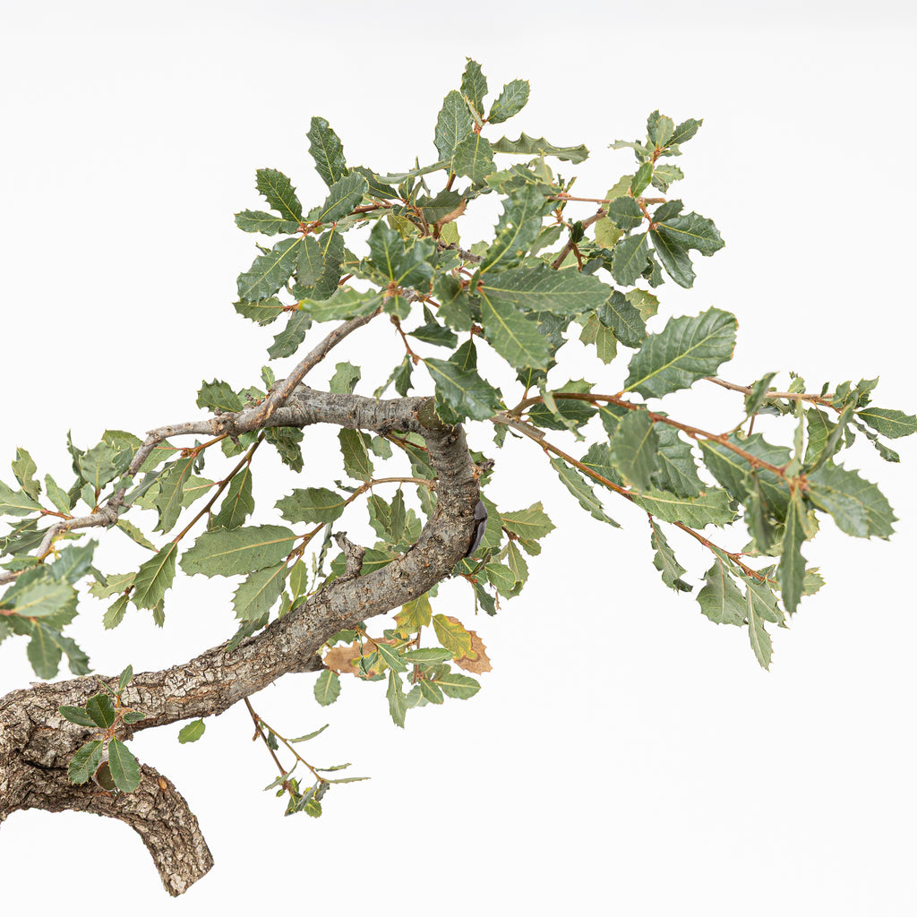 Bonsai "Corteccia Screpolata" - Quercia faginea (Quercus faginea)