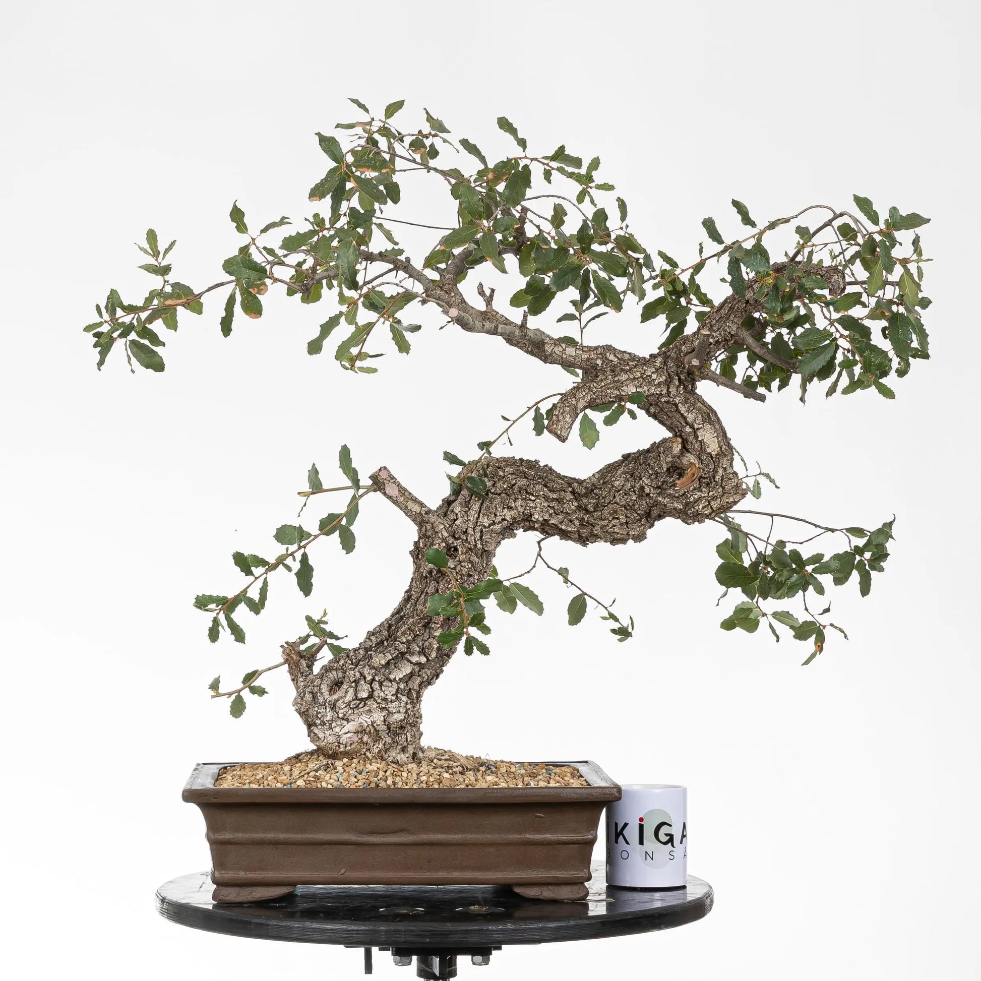 Comparativa de tamaño de bonsai yamadori de roble con taza de la tienda ikigai bonsai