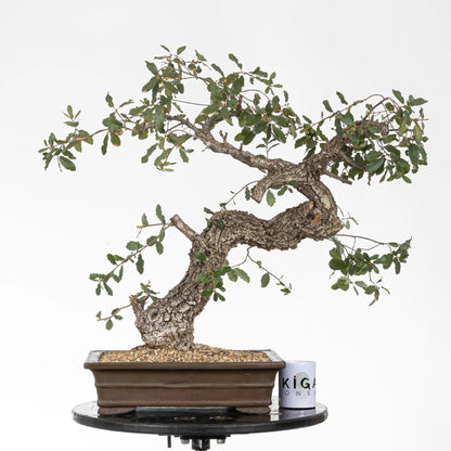 Comparativa de tamaño de bonsai yamadori de roble con taza de la tienda ikigai bonsai