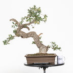 Bonsai "Corteccia Screpolata" - Quercia faginea (Quercus faginea)