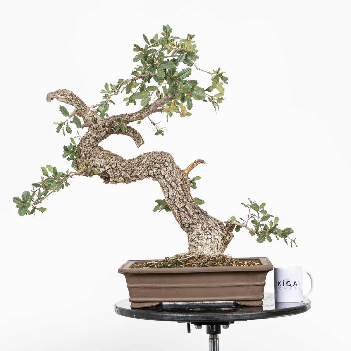 Bonsai "Corteccia Screpolata" - Quercia faginea (Quercus faginea)