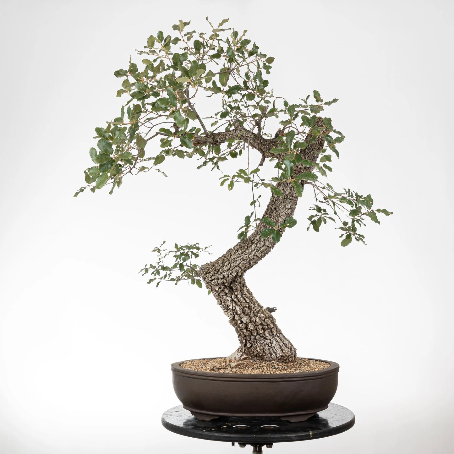 Frente de bonsái de roble con movimiento