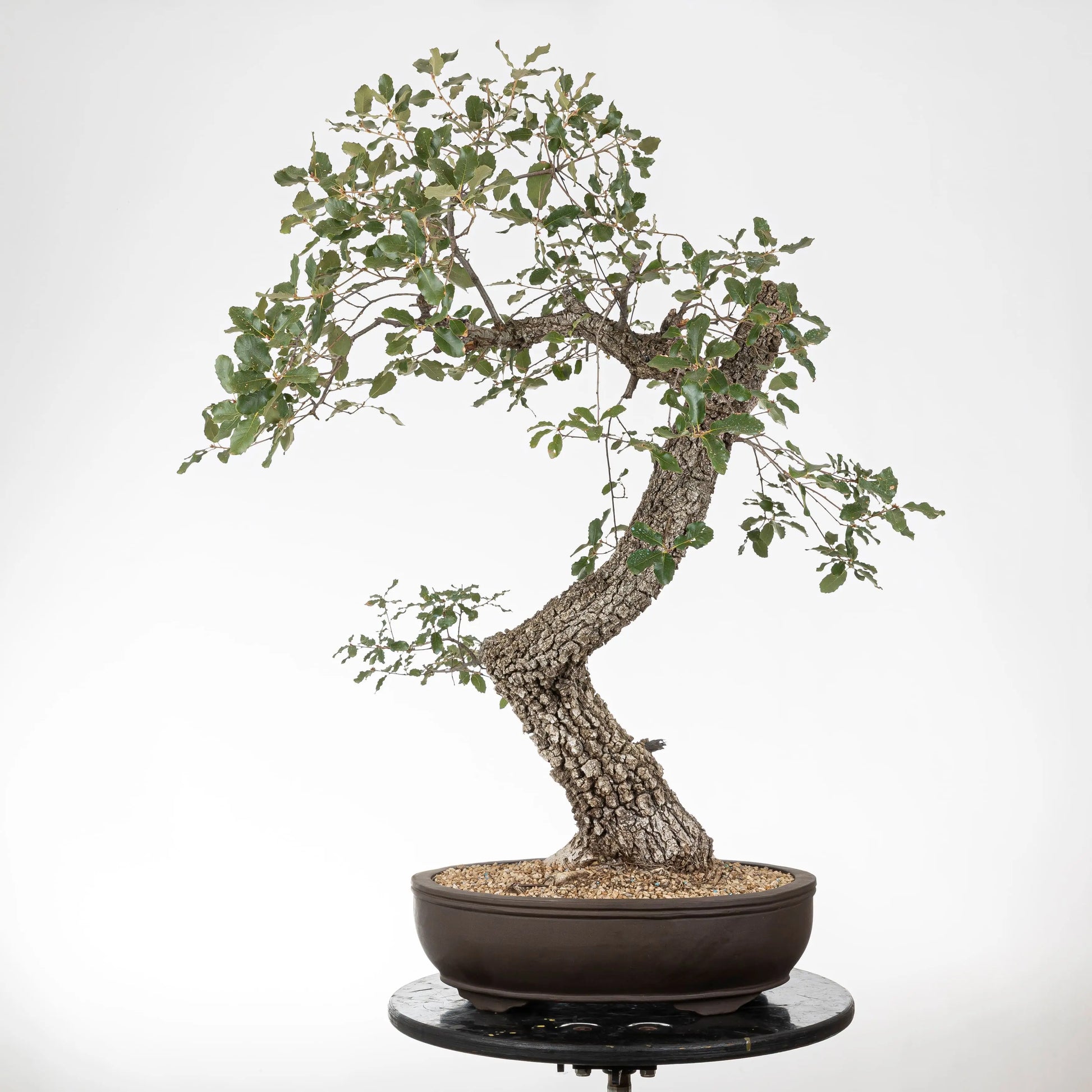 Frente de bonsái de roble con movimiento