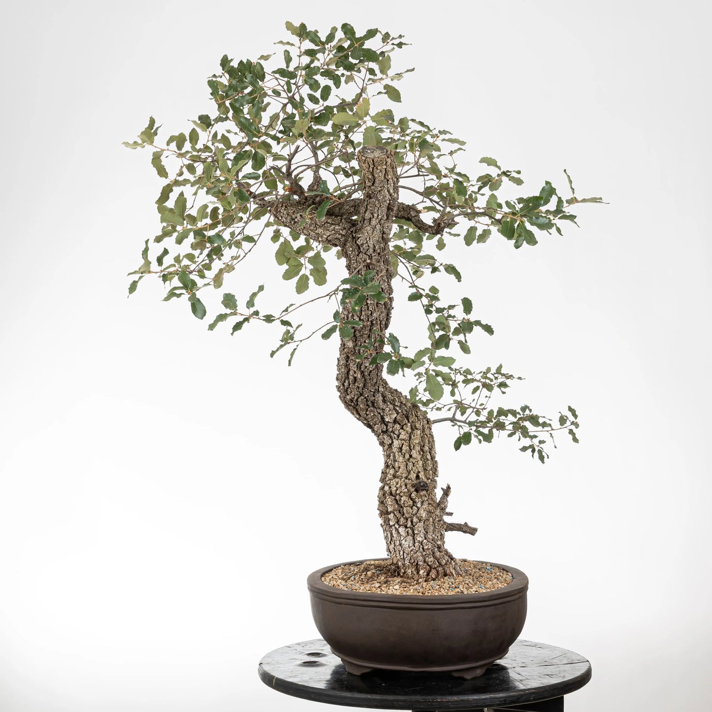 Cara derecha de bonsái de quejigo