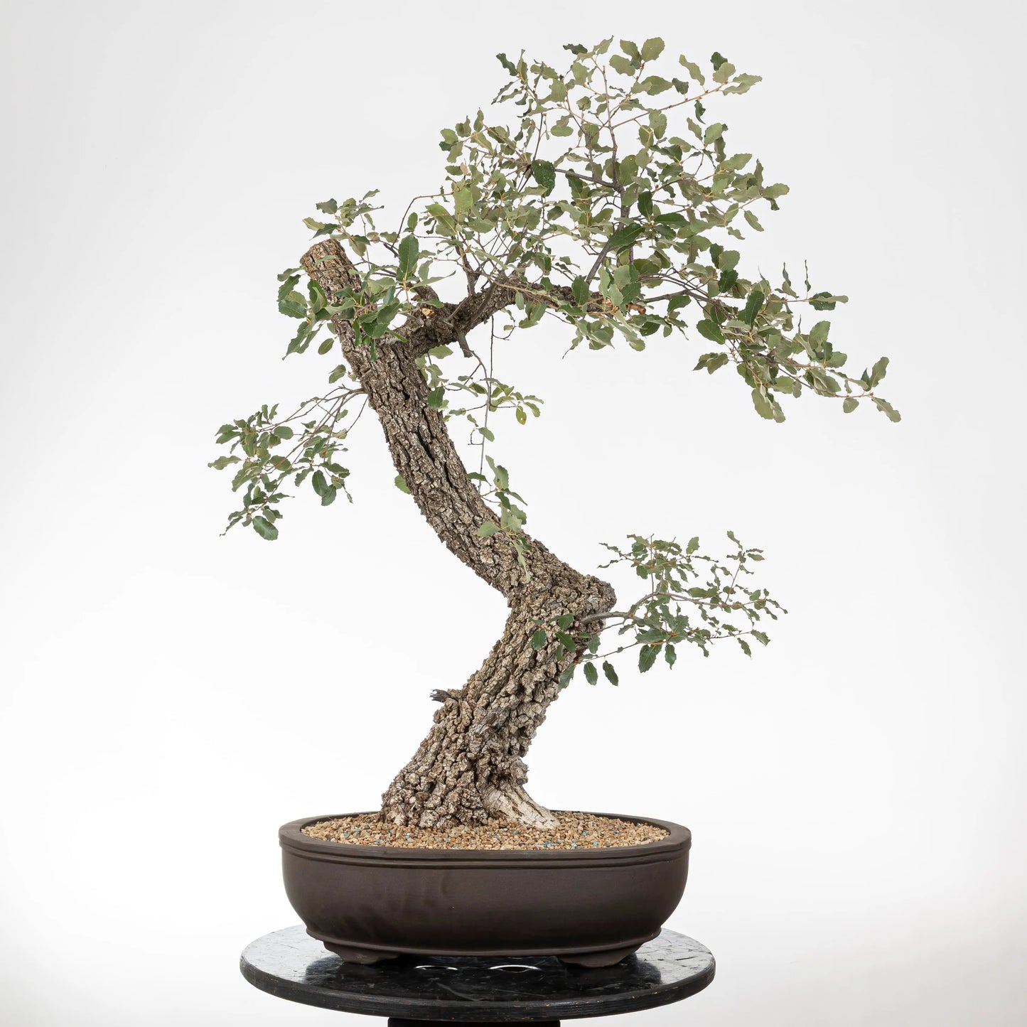 Cara trasera de bonsái con mucho movimiento