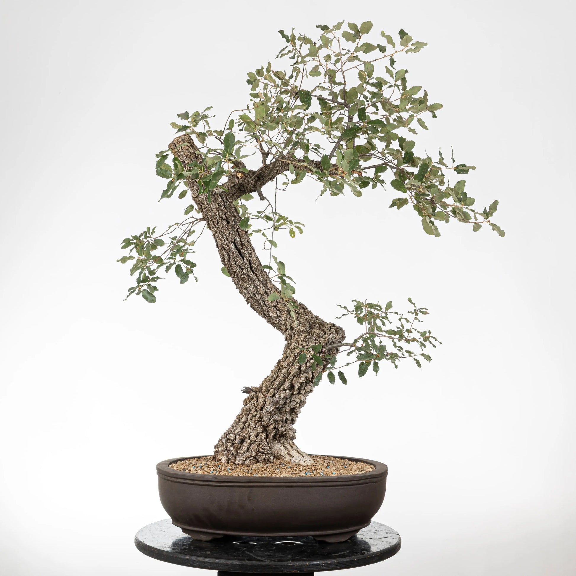 Cara trasera de bonsái con mucho movimiento