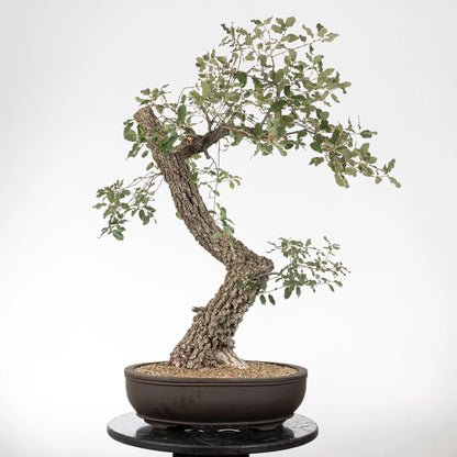 Cara trasera de bonsái con mucho movimiento