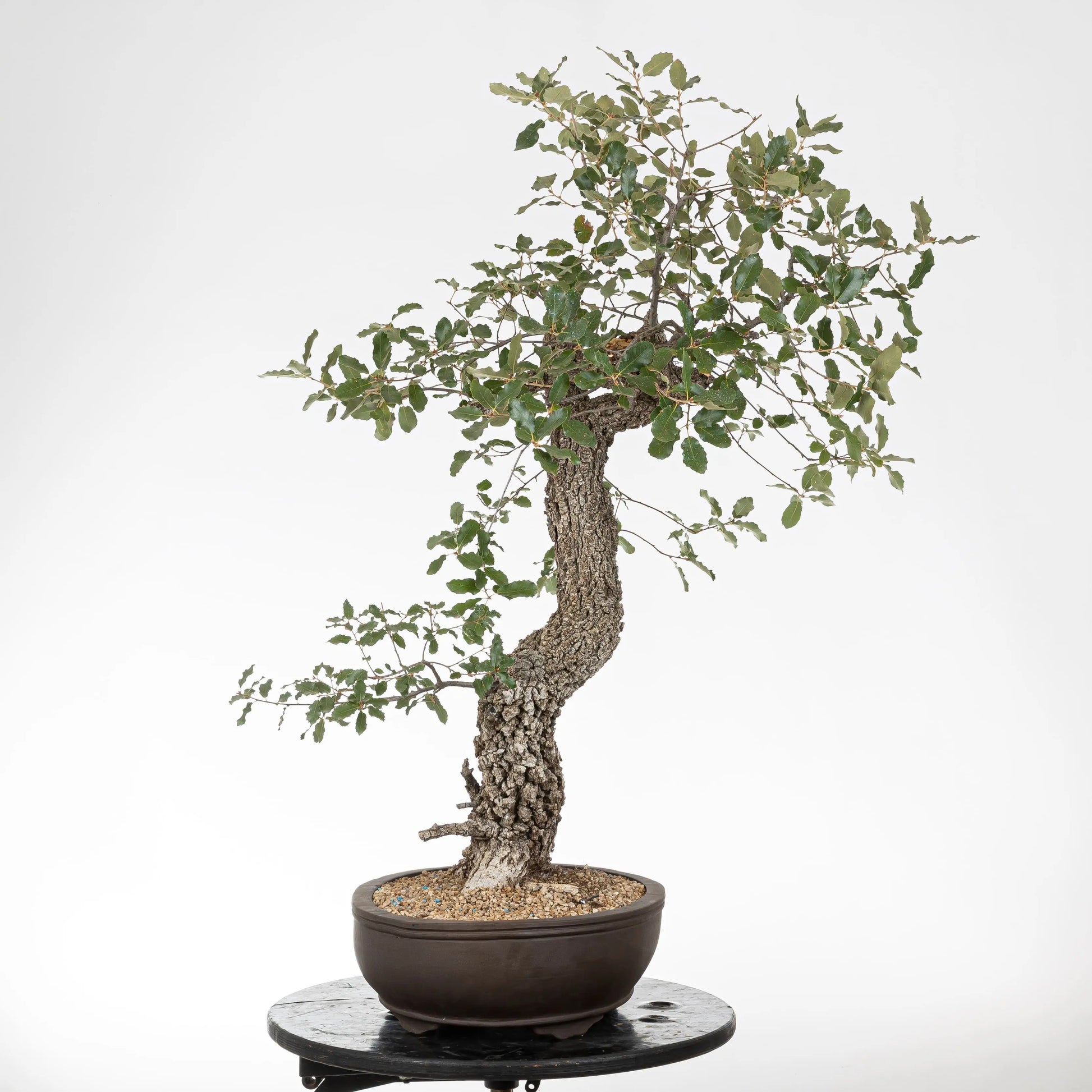 Cara izquierda de bonsái de roble