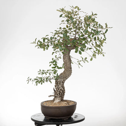 Cara izquierda de bonsái de roble