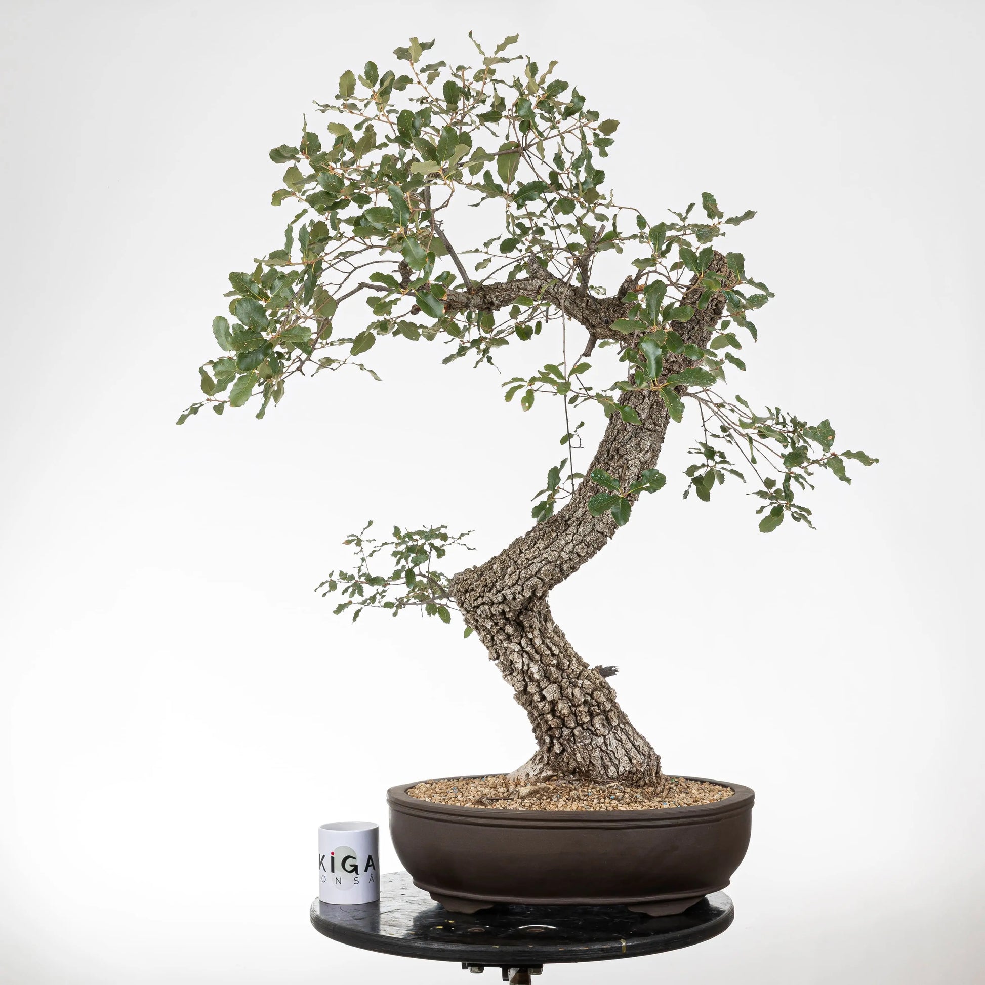 Comparativa de tamaño del bonsái de roble con una taza de café de la tienda ikigai bonsái