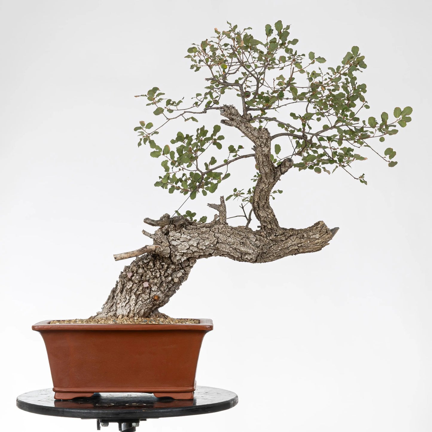 Frente de bonsái de yamadori de quercus faginea estilo moyogi