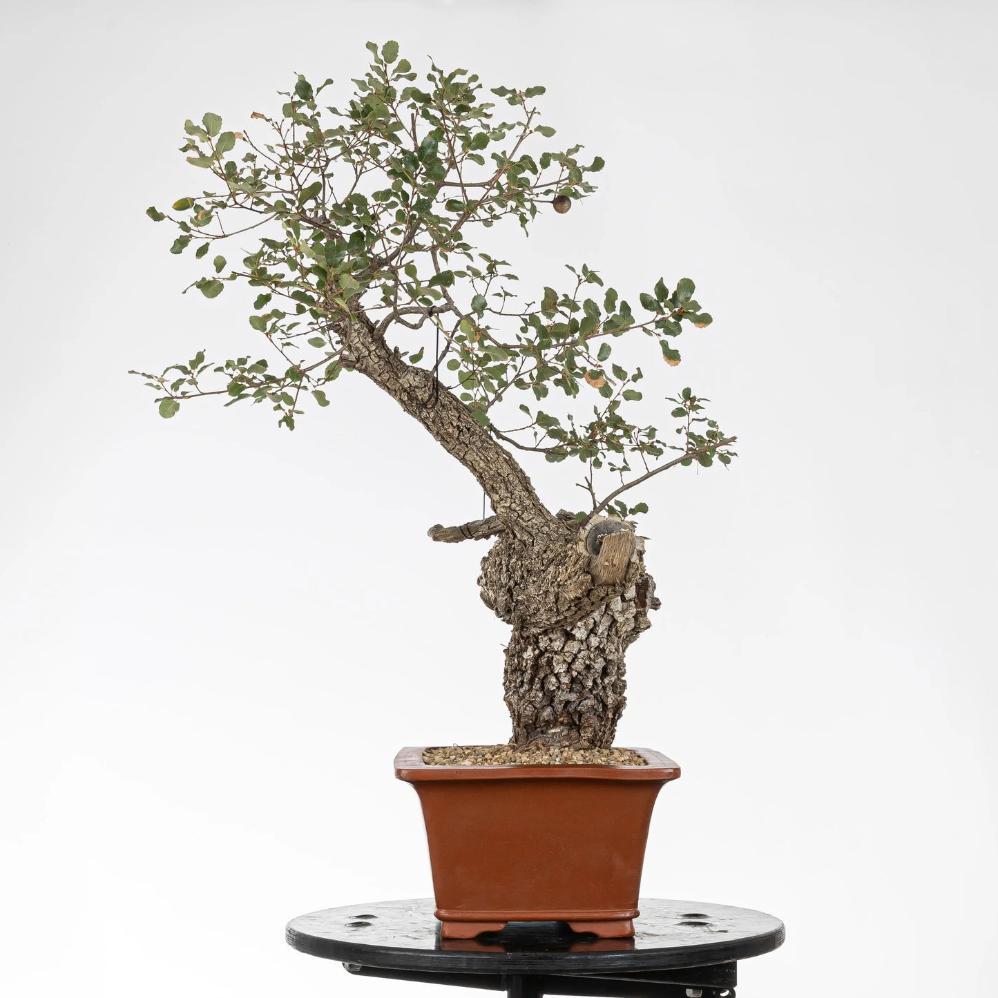 Cara izquierda de bonsai de roble